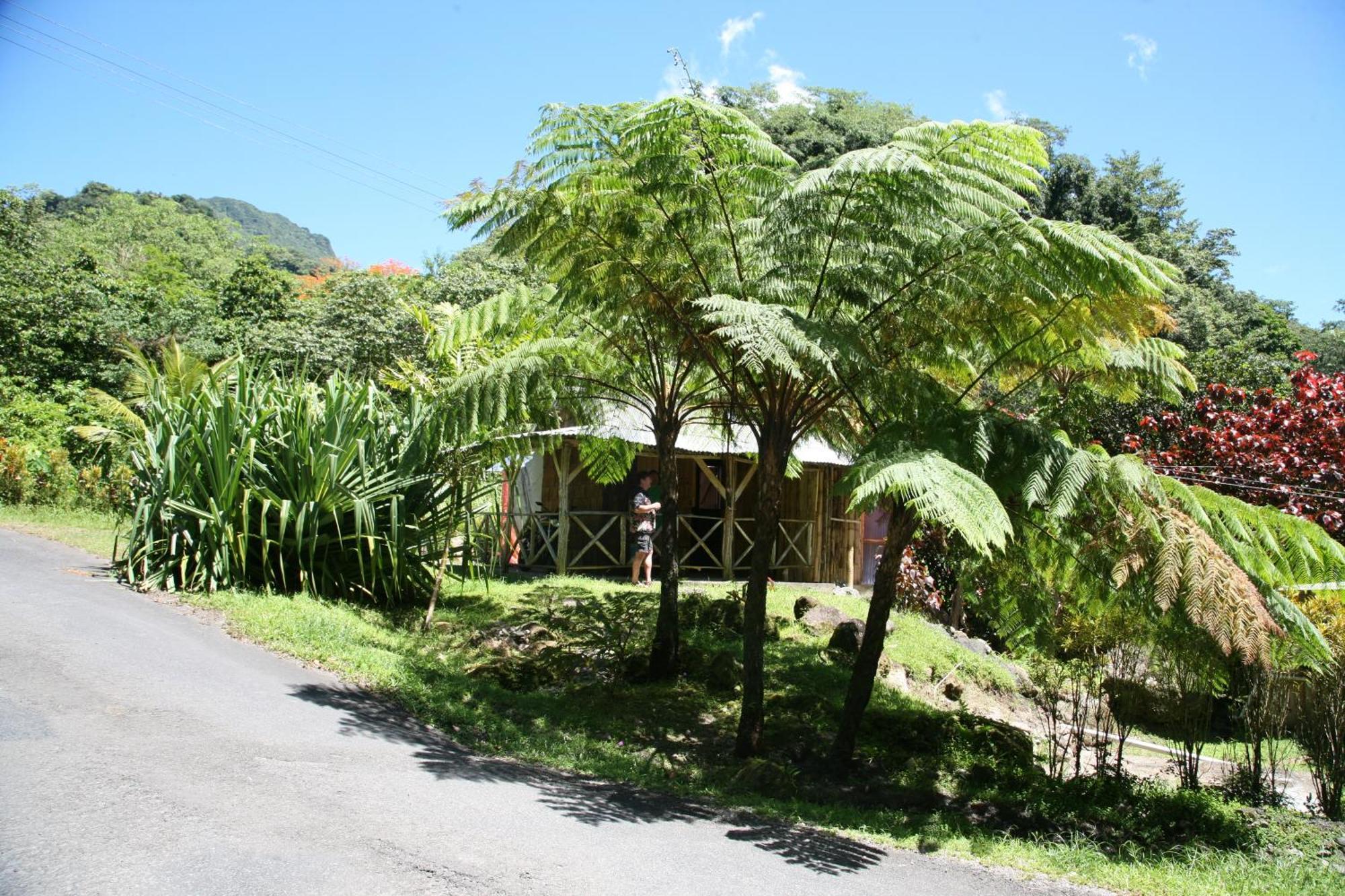 Natty Tropical Valley Roseau Exteriör bild